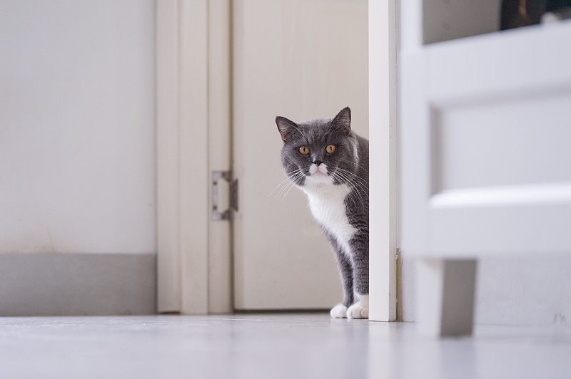 猫,灰色,埃及猫,洗碗机,英国长毛猫,大型家电,动物眼睛,毛绒绒,小猫,猫科动物