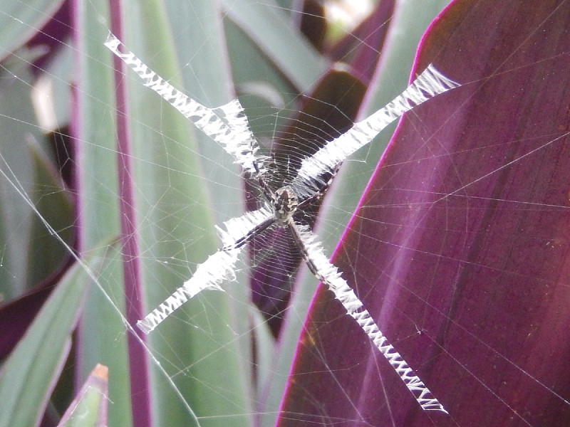 蜘蛛,蚊帐,生态学家,英文字母x,生态保护区,亚马逊雨林,亚马逊地区,环保人士,蜘蛛网,动物习性