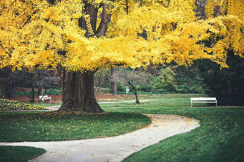银杏树,黄色,公园,长椅,水平画幅,枝繁叶茂,无人,银杏,户外,草