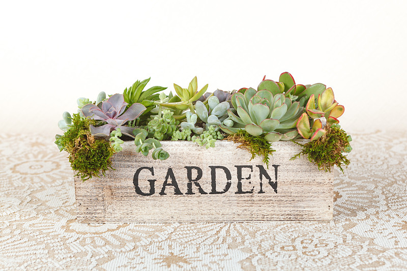 Succulent,plants,arrangement,in,a,wooden,box,“garden”