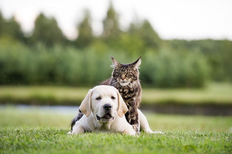 缅因库恩猫,拉布拉多犬,小狗,猫,小猫,草,立陶宛共和国,宠物,可爱的,动物主题