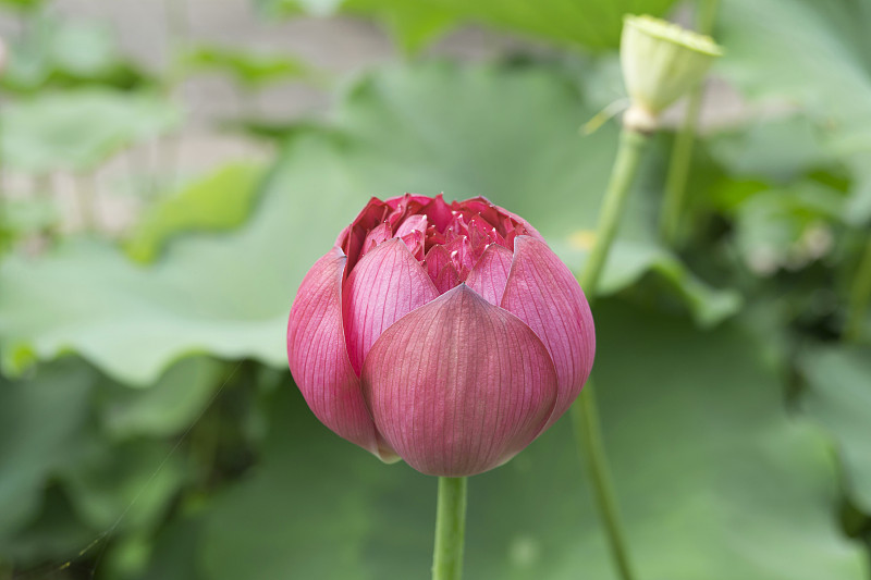 莲藕,睡莲,自然,选择对焦,荷花,水平画幅,绿色,地形,无人,色彩鲜艳