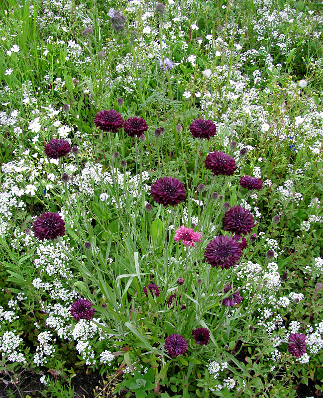 矢车菊,紫色,可爱的,黑色,利亚,tubularia,银叶菊,菊苣,蜘蛛百合,温哥华
