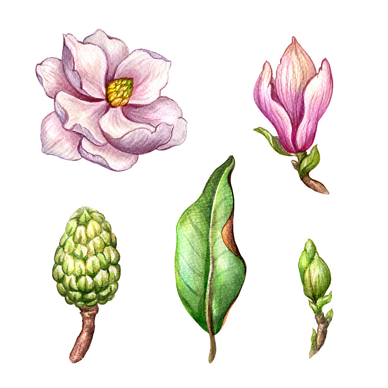玉兰类,绘画插图,植物学,叶子,自然,绿色,分离着色,春天,水彩画,花