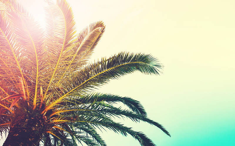 棕榈树,天空,枝,加利福尼亚,晴朗,复古风格,夏天,克罗地亚,海岸线,岛