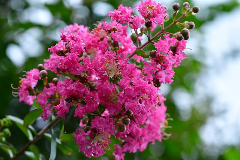 crepe,myrtle,tree,日本,紫色,八月,水平画幅,无人,夏天,白色,植物,植物学