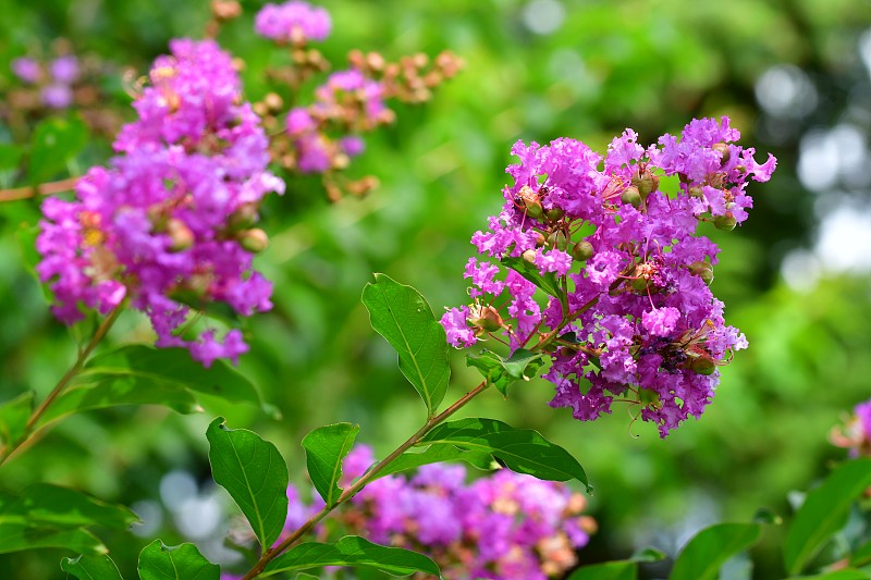 crepe,myrtle,tree,日本,紫色,八月,水平画幅,无人,夏天,白色,植物,植物学