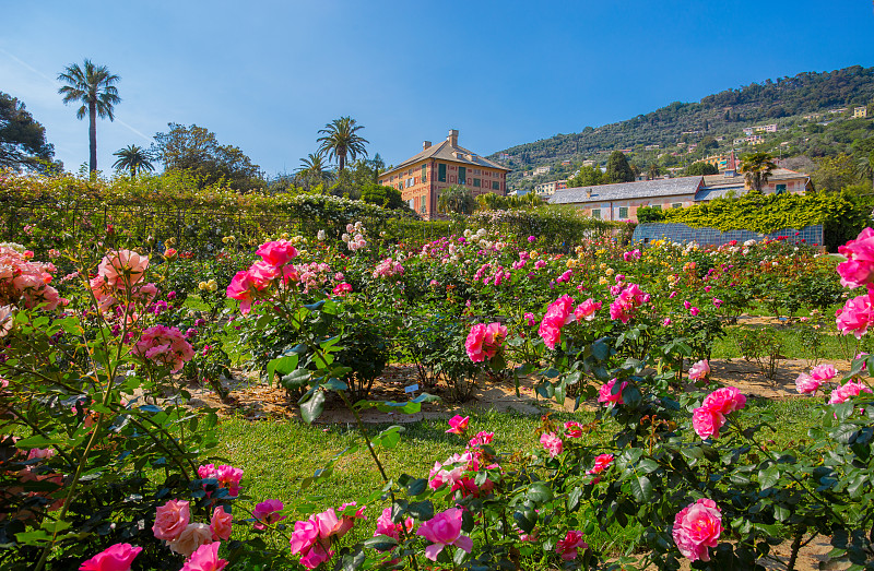 玫瑰公园,热纳亚,多色的,意大利,伊利诺斯州,公园,里面,文艺复兴,五月,豌豆