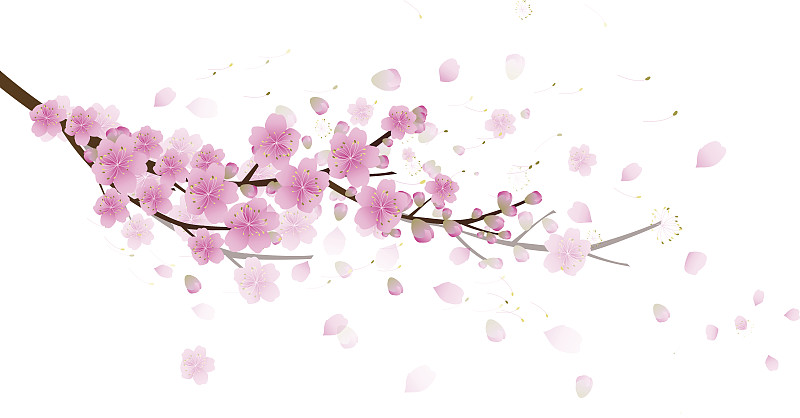 樱花,樱之花,背景,白色背景,分离着色,花瓣,东,樱桃,枝,新的