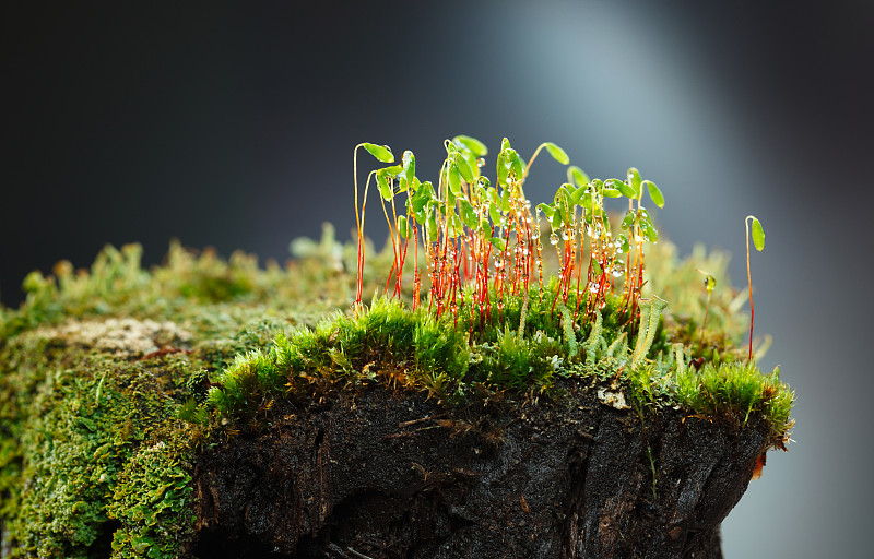 树桩,苔藓,雨滴,原叶体,石蕊属,孢子体,票根,苔藓植物,地衣,水平画幅