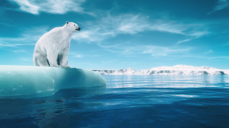 北极熊,两极气候,冰山,熊,北极,杆,冰河,罗马尼亚,野生动物,动物