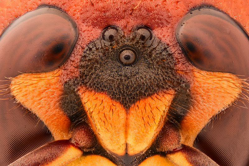 黄蜂,放大效果,人的眼睛,巨人,极限运动,螫针,结构关节突关节,动物关节,蜜蜂,动物躯干