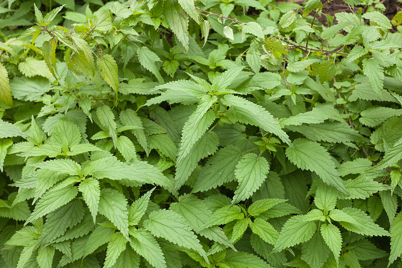 顺势医学,植物,成分,刺荨麻,自然,接力赛,古老的,芬尼谷,上阿迪杰,水平画幅