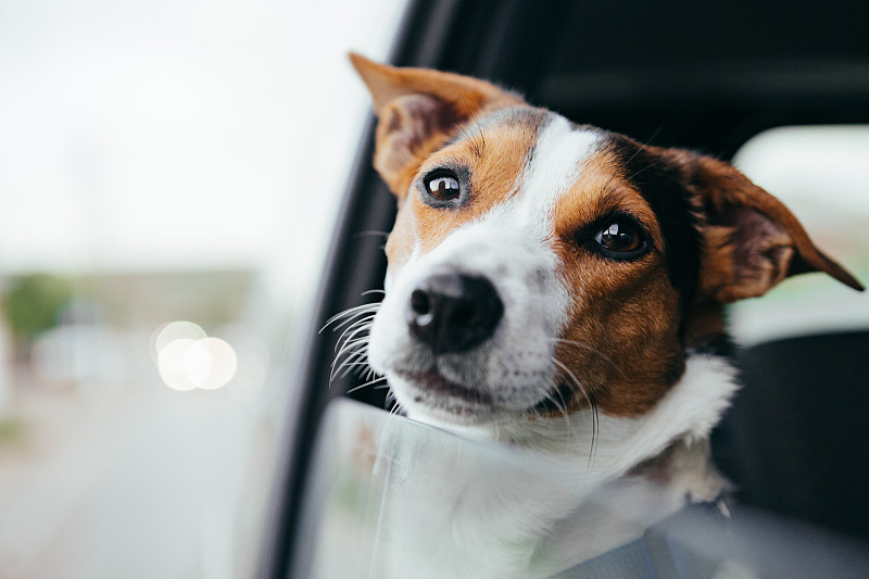狗,汽车,窗户,美国公开赛,杰克拉瑟短腿犬,中景,连接插头,不耐烦的,敏捷,边框