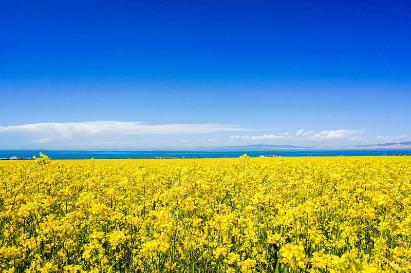 青海湖,风景,俄亥俄河,青海省,油菜花,水,天空,留白,水平画幅,无人