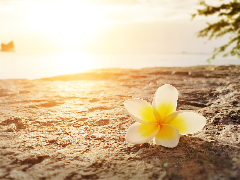 赤素馨花,海滩,海洋,背景,室内地面,巴厘岛,夏威夷,芳香的,香水,传统