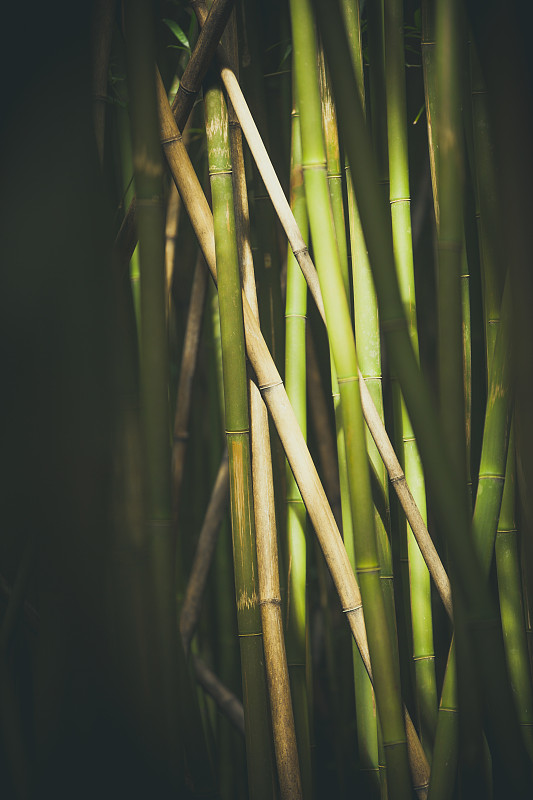 笋,太阳,光合作用,竹子叶,竹林,京都市,竹子,热带雨林,植物茎,枝繁叶茂