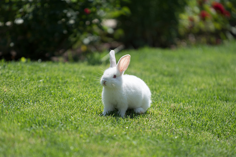 棉尾兔,兔子,草,白色,园林,可爱的,小兔子,动物耳朵,兔类动物,选择对焦