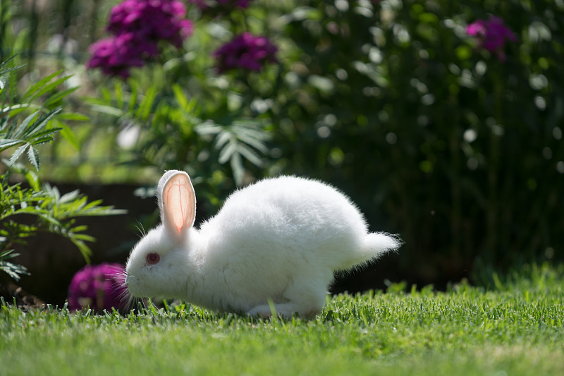 棉尾兔,兔子,草,园林,可爱的,兔类动物,动物耳朵,小兔子,选择对焦,留白