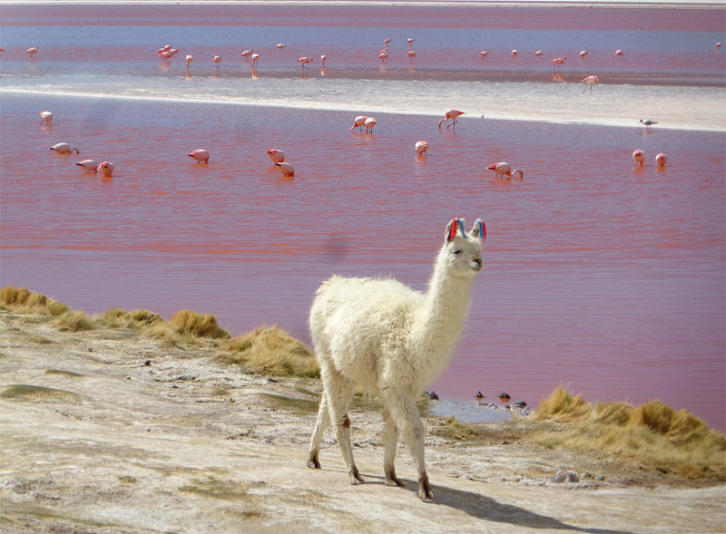 科罗拉达湖,阿尔蒂普拉诺山脉,羊驼,火烈鸟,美洲驼羊,玻利维亚,盐湖,南美,水平画幅,无人