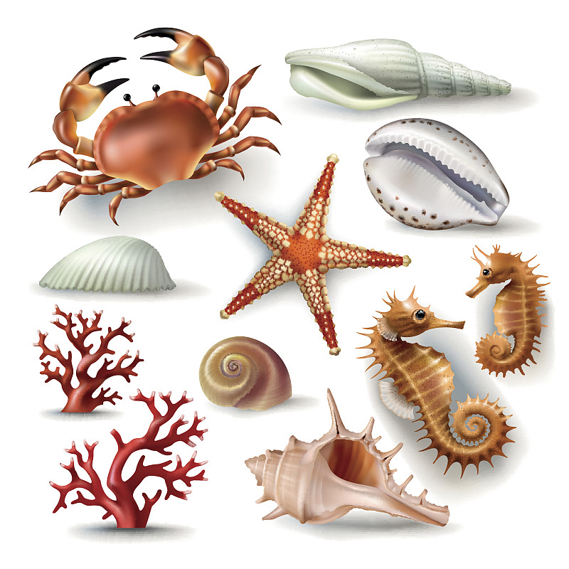 贝壳,珊瑚,绘画插图,海星,矢量,螃蟹,软体动物,海扇壳,海洋生命,蛤