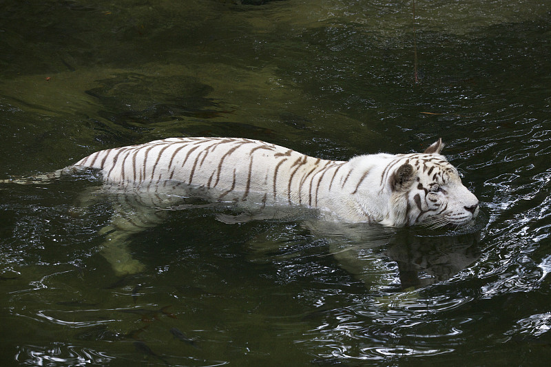 白虎,虎纹,孟加拉虎,西伯利亚虎,野猫,野生猫科动物,水,水平画幅,野外动物,户外