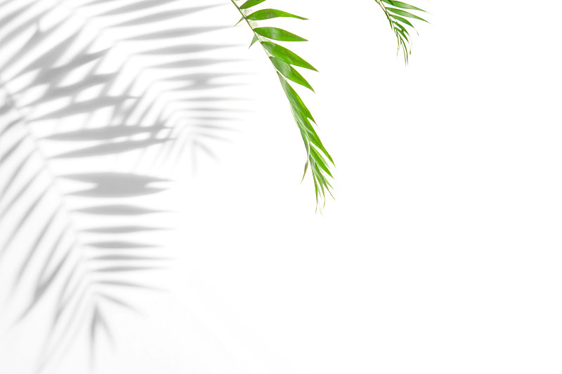 阴影,棕榈树,墙,白色,枝,植物学,日光,美,水平画幅,枝繁叶茂