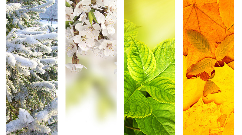 四季,枫树,松科,花的组成部分,霜,松树,历日,时间,橙色,水平画幅