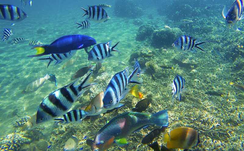 军士,水下,浅的,水,鱼类,珊瑚,日光,热带鱼,在下面,摄影