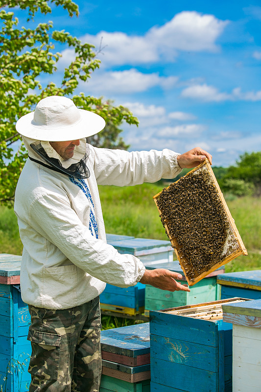 beekeeper,养蜂,蜂箱,边框,蜂窝,蜜蜂,休闲活动,充满的,概念,检查