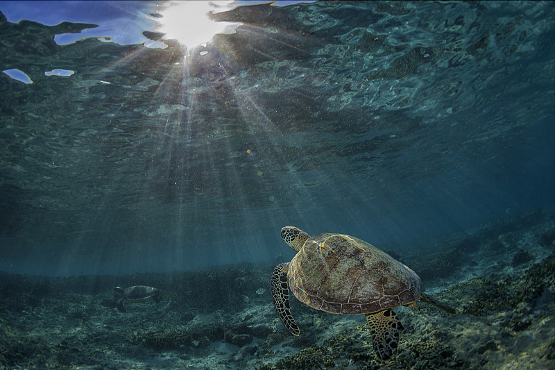 海龟,太阳,大堡礁海洋公园,绿蠵龟,大堡礁,太平洋,水下,礁石,珊瑚,日光
