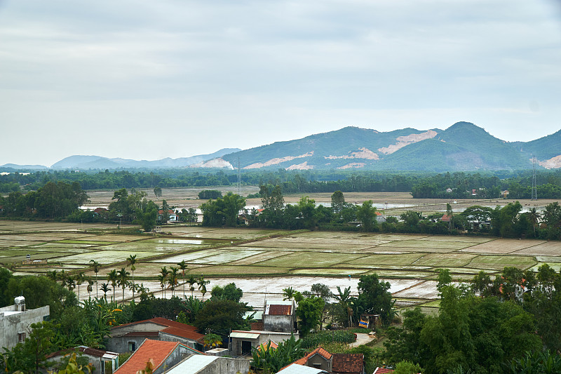 越南,稻,高视角,山脉,背景,国家公园,水牛,越南南部,会安,有机农庄