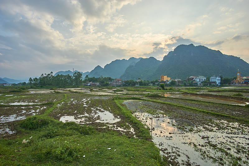 越南,稻,山,留白,背景,国家公园,水牛,越南南部,有机农庄,热带树