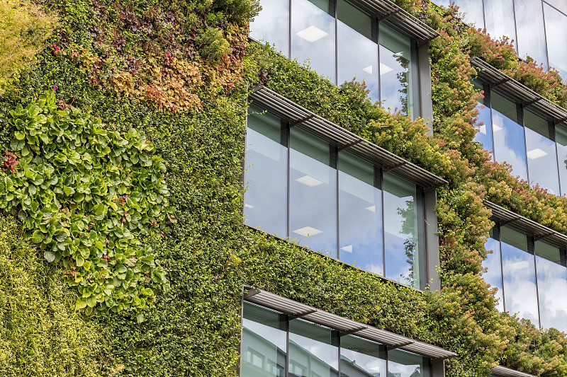 绿色,建筑,伦敦,卡姆登区,绿色建筑,可持续生活方式,可持续资源,负责任的企业,常春藤,攀缘植物