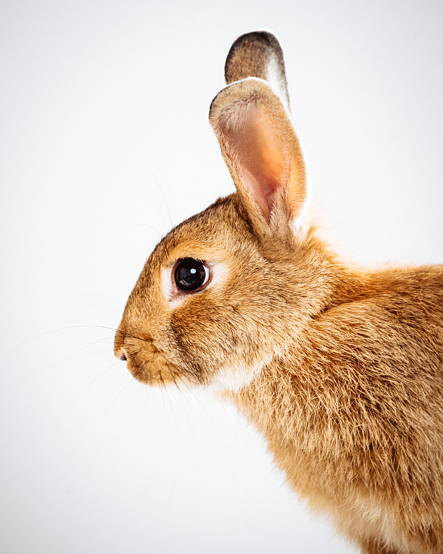 兔子,棉尾兔,通缉照,正装照片,小兔子,垂直画幅,留白,复活节,注视镜头,侧面像