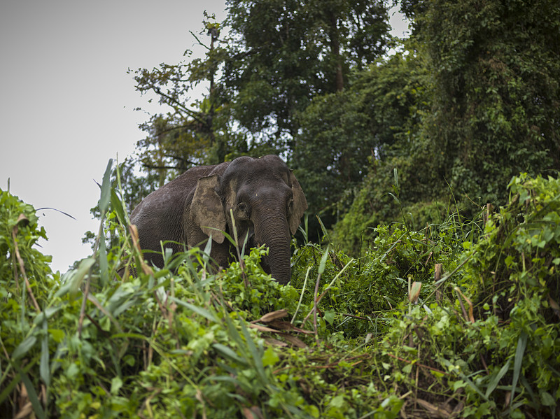 婆罗洲岛,象,自然美,婆罗洲象,小象,亚洲象,小牛,水平画幅,无人,热带雨林