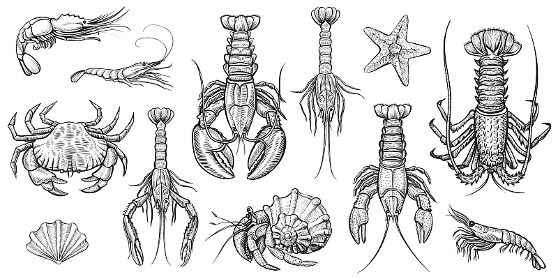 甲壳动物,绘画插图,矢量,寄生蟹,大虾,磷虾,龙虾,大螯虾,螯虾,虾