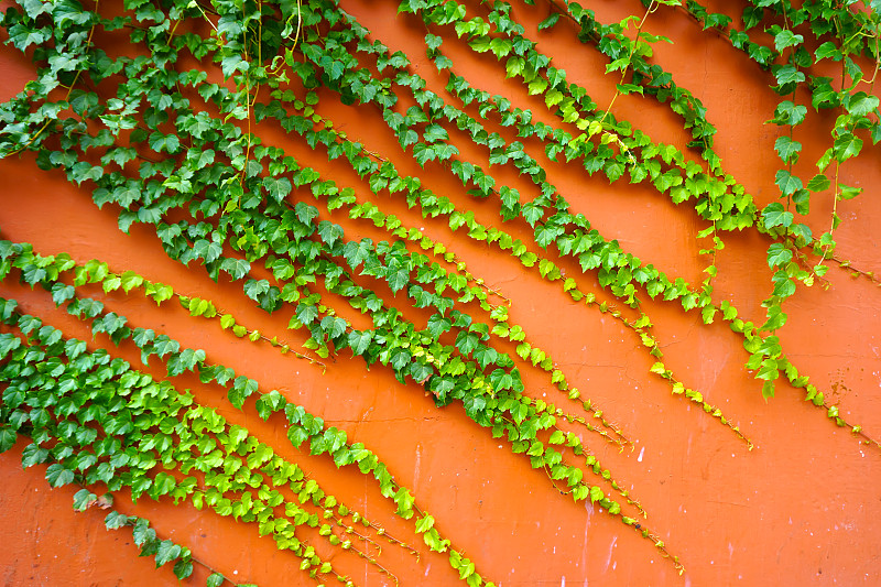 围墙,植物,攀缘植物,常春藤,边框,水平画幅,墙,无人,古老的,夏天
