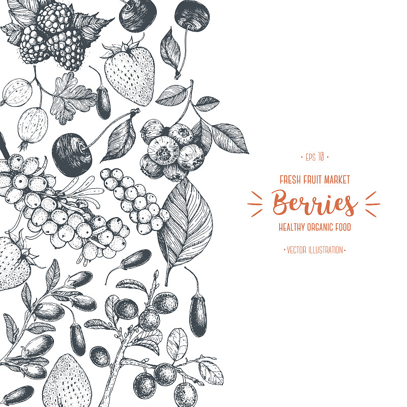 浆果,覆盆子,草图,绘画插图,矢量,健康食物,手,蔓越桔,模板,绘制