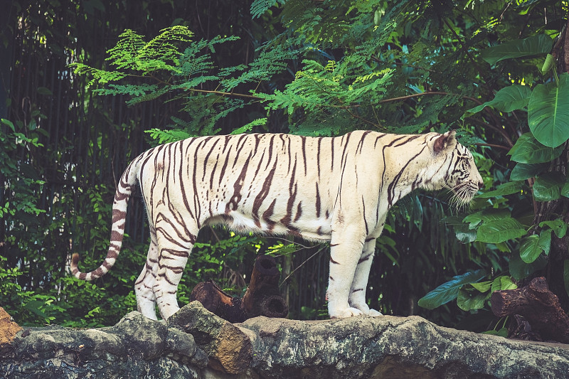 孟加拉虎,冰块,白虎,虎,大型猫科动物,美,公园,水平画幅,无人,巨大的