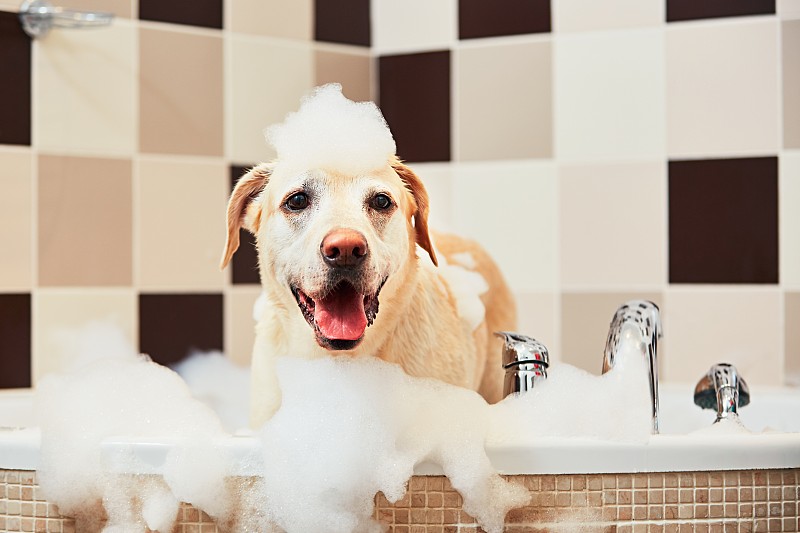 狗,浴盆,肥皂泡,泡沫材料,拉布拉多犬,香波,理毛行为,卫生,动物毛发,一只动物