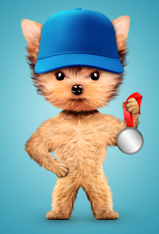 棒球帽,奖牌,狗,幽默,衣服,约克郡犬,宠物服装,运动冠军,奖杯,哈巴狗