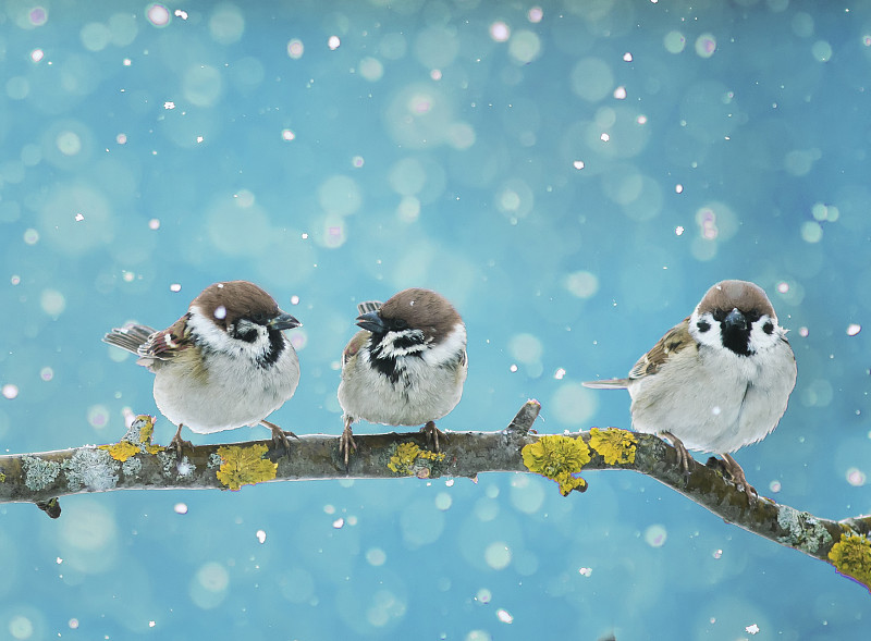 鸟类,小的,新年前夕,支流,幽默,麻雀,一群鸟,雪,冬天,新的
