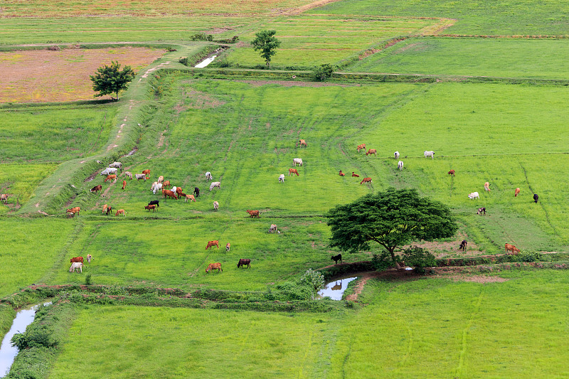 母牛,泰国,草地,野牛,小牛,大农场,食草,牛,天空,水平画幅