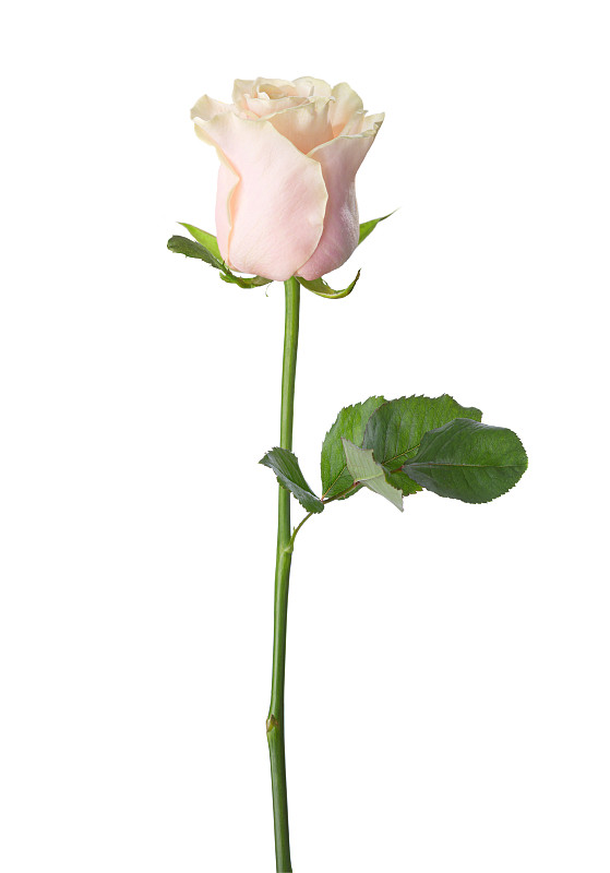 玫瑰,白色背景,柔和色,分离着色,粉色,轻的,玫瑰色的,春季系列,夏季系列,垂直画幅