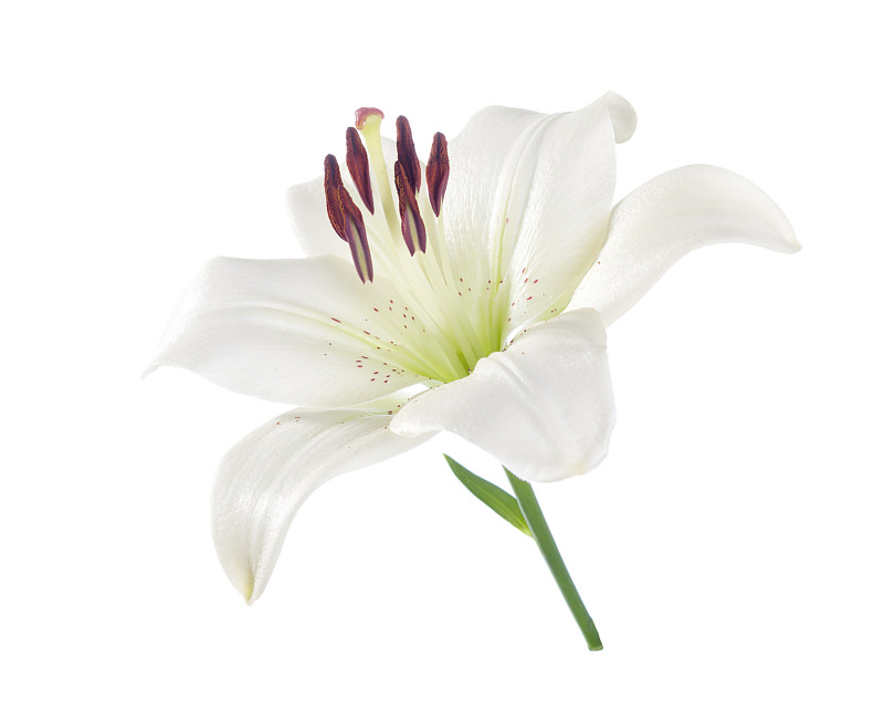 百合花,白色,白色背景,分离着色,植物茎,春季系列,花头,夏季系列,美,留白