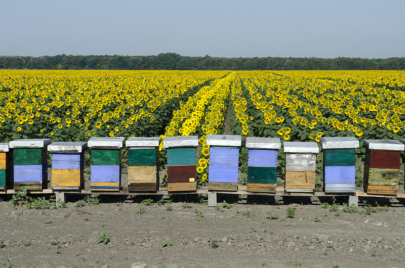 蜂箱,养蜂,花粉,蜜蜂,向日葵,水平画幅,无人,忙碌,夏天,户外