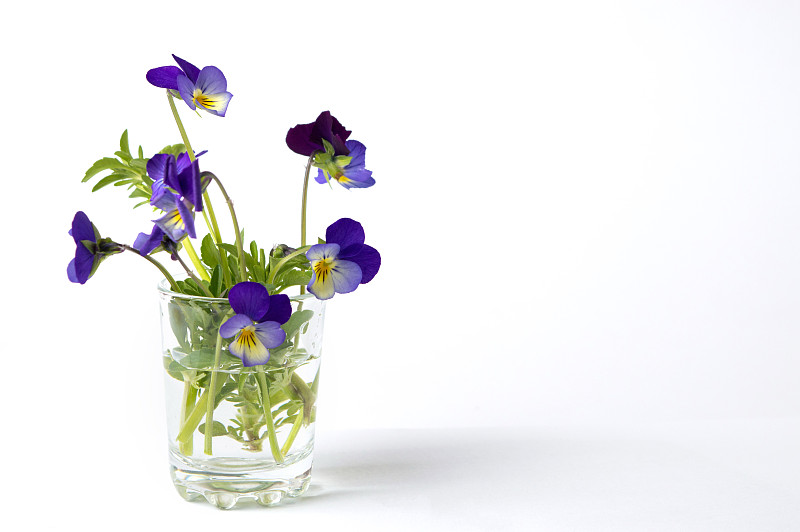 花瓶,玻璃,紫罗兰,野生植物,三色紫罗兰,花头,花盆,广口瓶,水,水平画幅