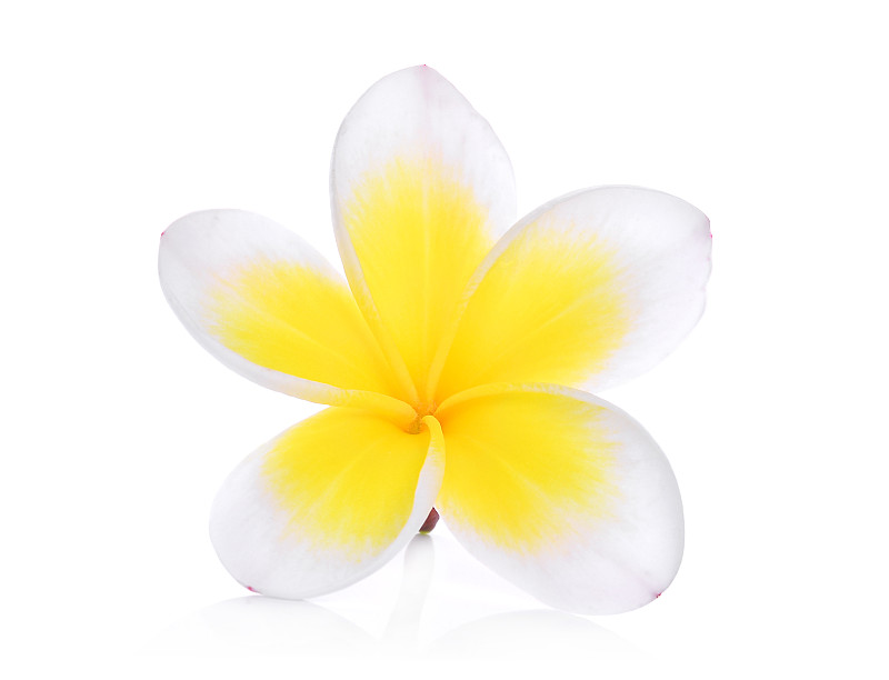赤素馨花,白色背景,分离着色,白色,茉莉,夏威夷,美,水平画幅,巴厘岛,无人