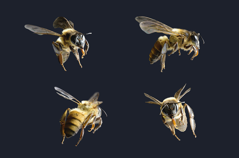 蜜蜂,分离着色,黑色背景,蜜蜂服,非洲杀人蜂,伞形科,花粉,大黄蜂,杀虫剂,油菜花